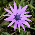 Broad Leaved Anemone