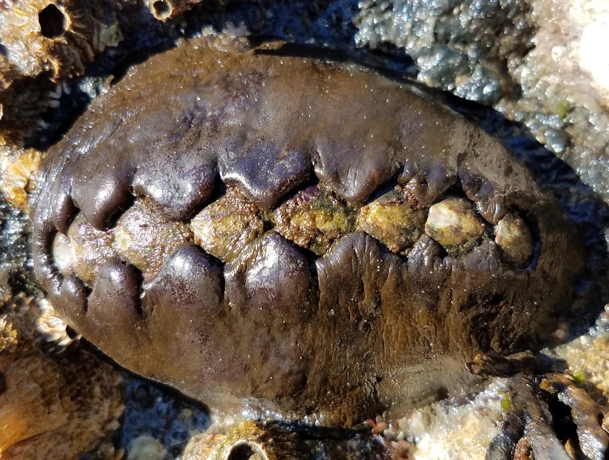 Leather chiton