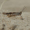 Seaside Grasshopper