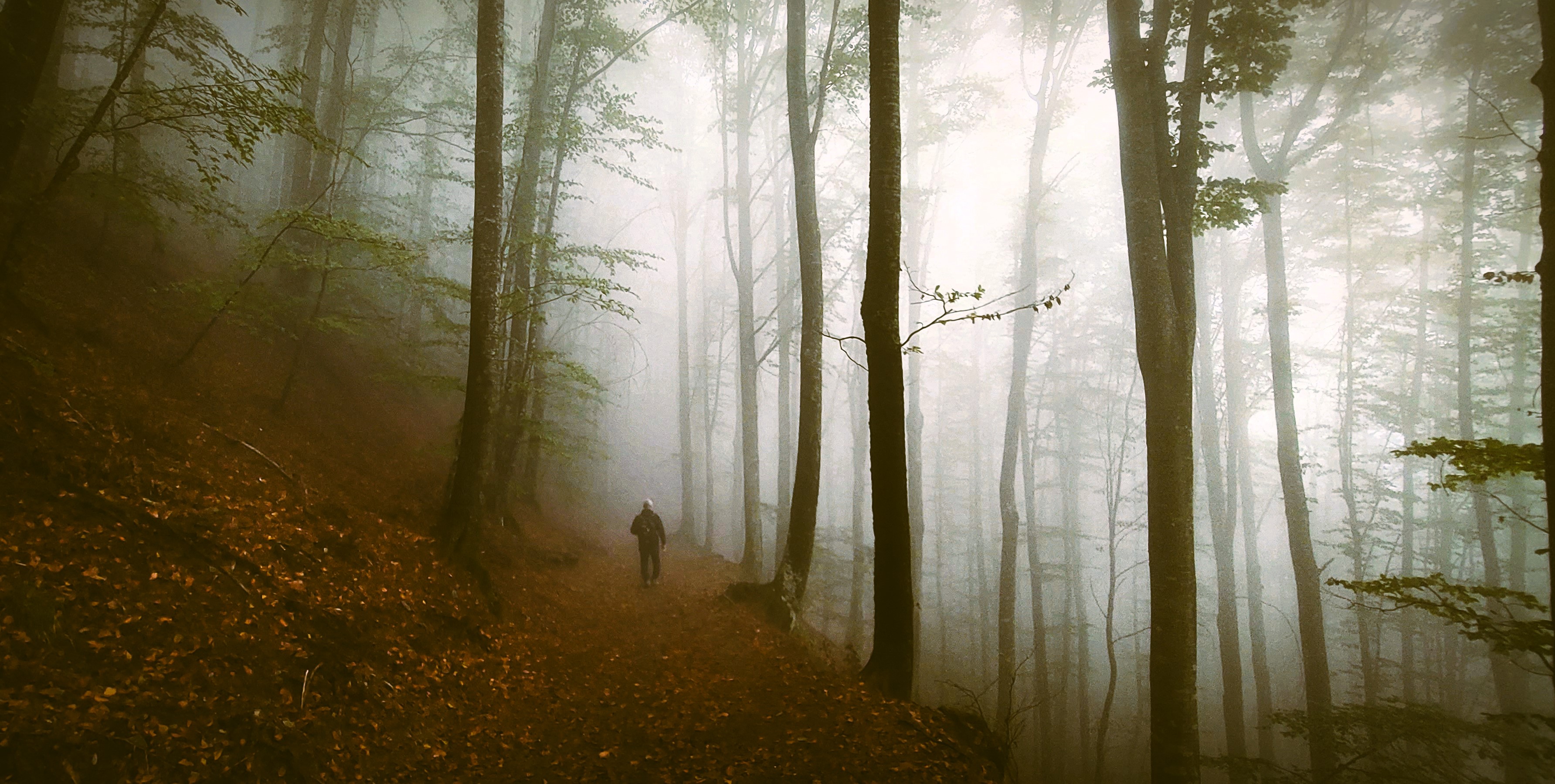 ... una passeggiata nel bosco di aughi