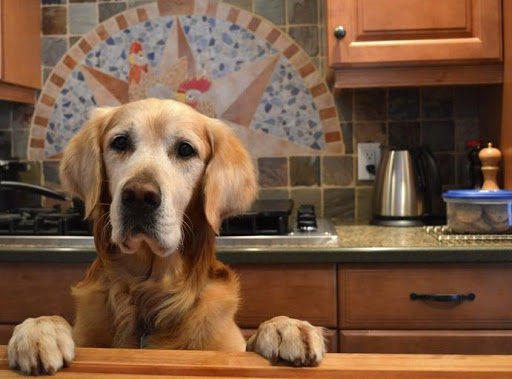 There weren't any cookies left for a photo!  So, here's my helper, Charlie...I'll add a picture the next time I make them.