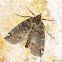 Geometrid Moth