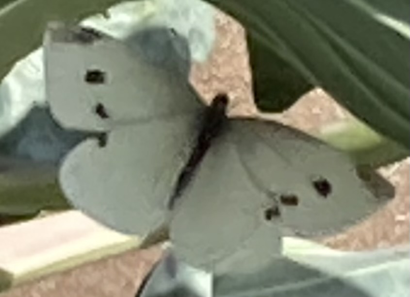 cabbage white butterfly