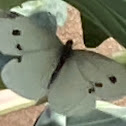 cabbage white butterfly