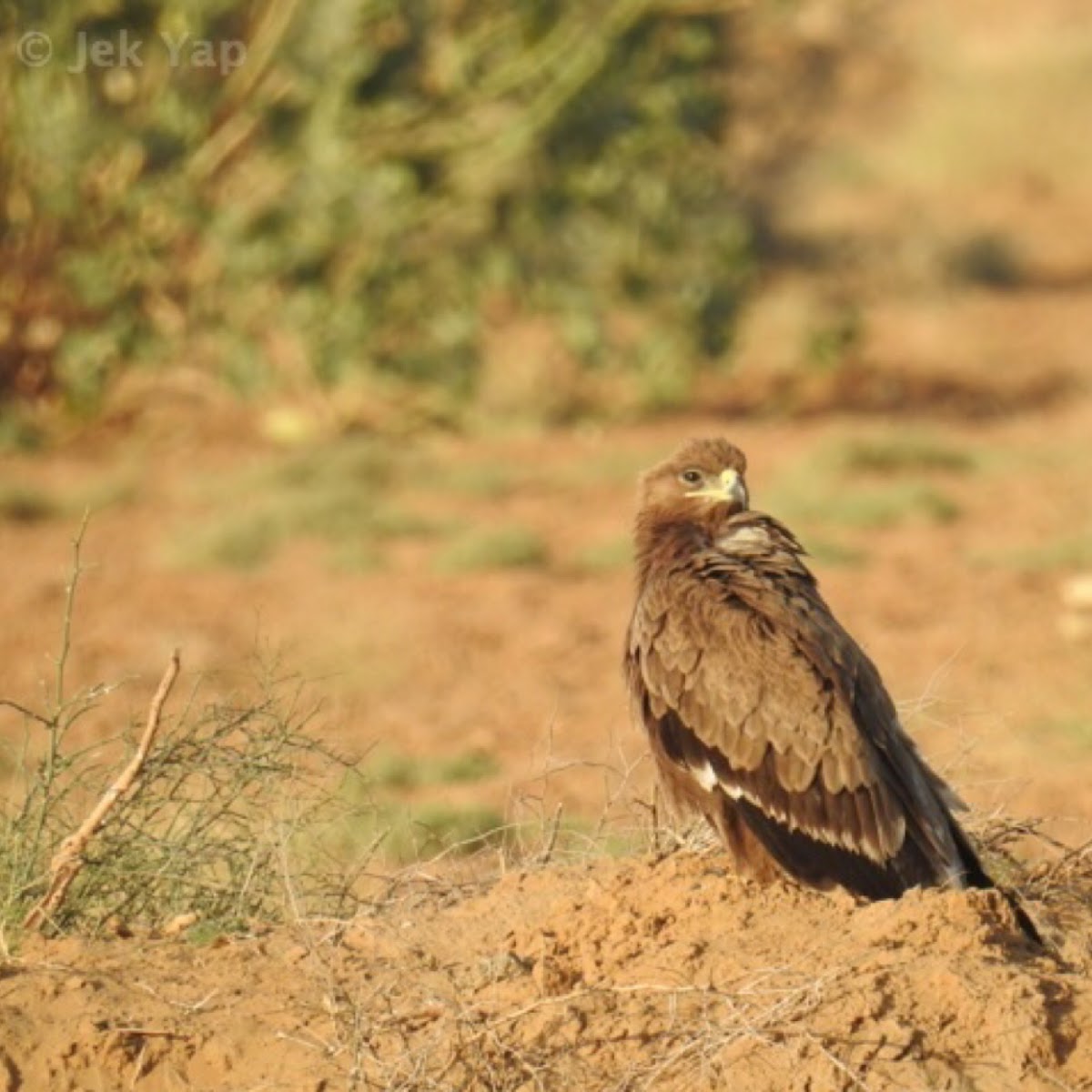 Steepe eagle