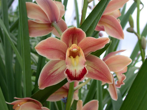 Orchids Wallpapers HD FREE