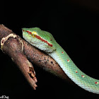 Wagler's Pit Viper