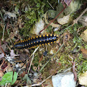 Millipede