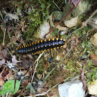 Millipede