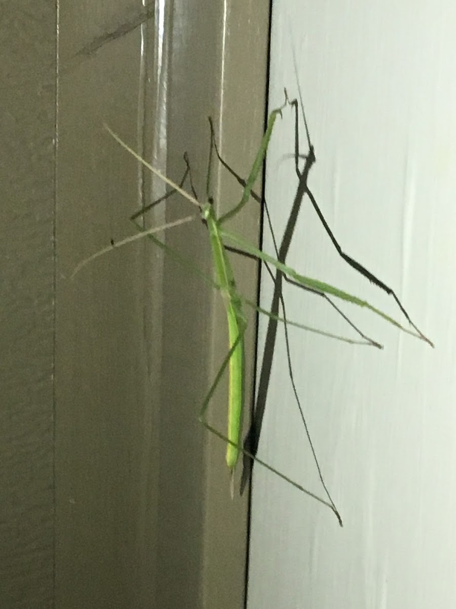 Brunner's Mantis