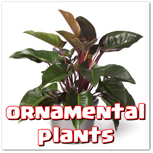 Ornamental plants by ZackDev - Latest version for Android - Download APK