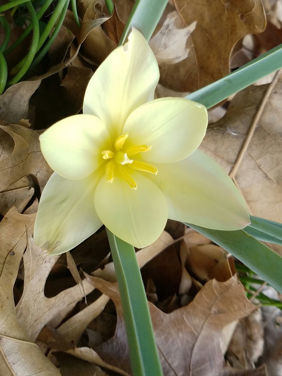 Yellow star grass