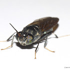 Black Soldier Fly