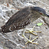 Black-crowned Night Heron (Juvenile)