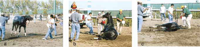 A case of post-exertional distress. (Note that in figure C the bridle has come off and that there seems to be no one responsible for restraining the horse).