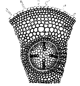 Primary Structure of Root