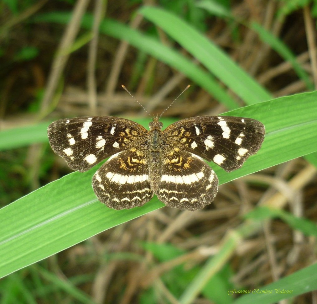 Anthanassa Butterfly