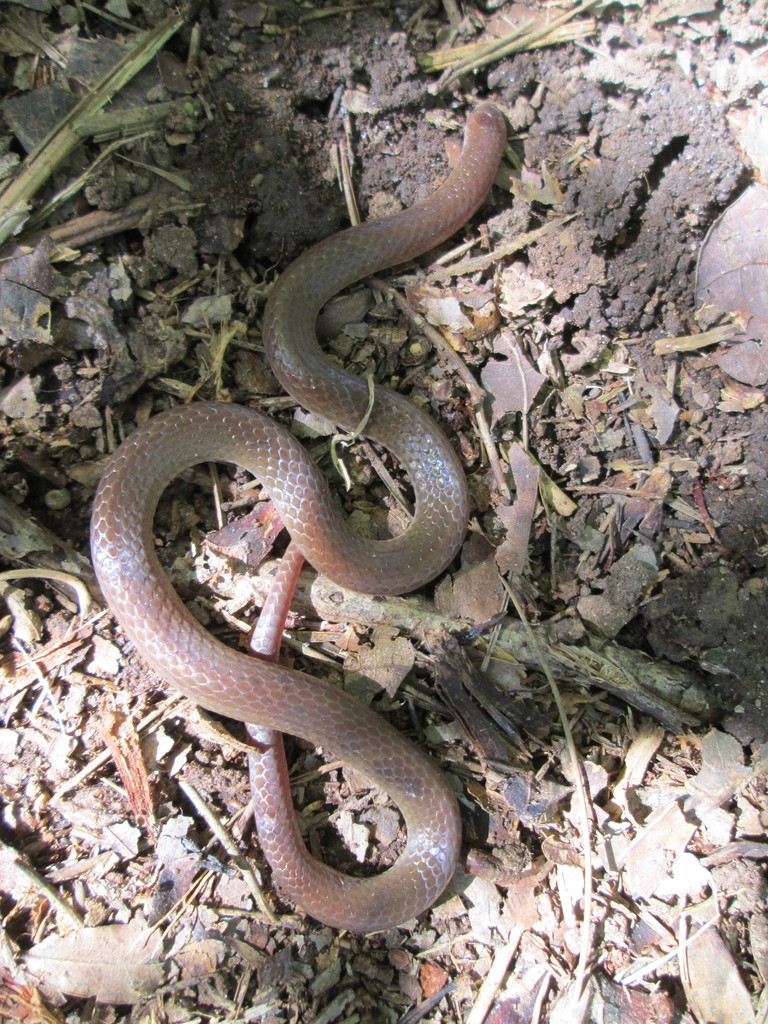 Eastern Worm Snake