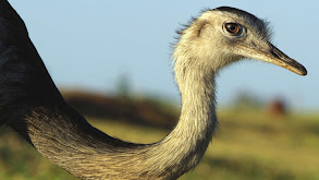 Rheas-Cerrado thumbnail