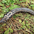 Leopard slug