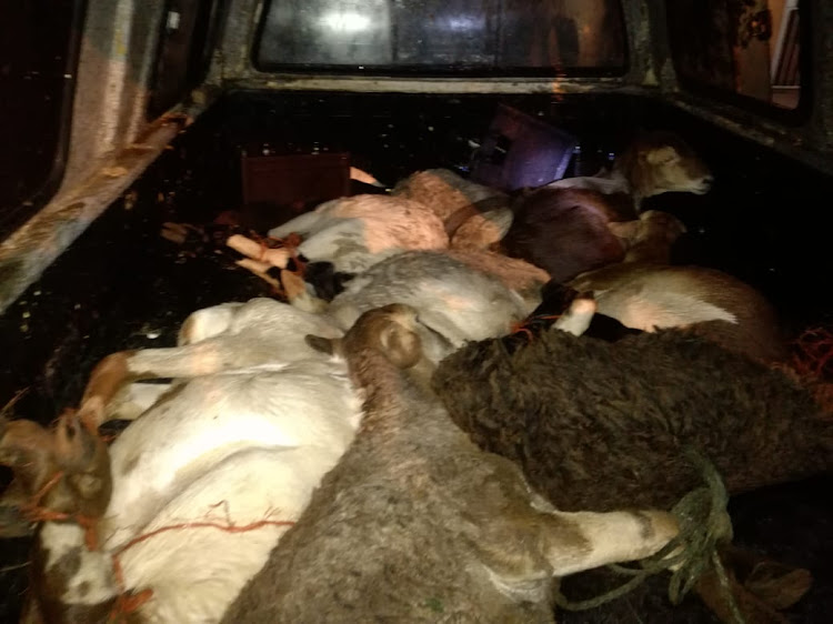 Nine sheep were discovered on the back of a bakkie in Ventersdorp on Sunday morning.