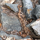 Southern copperhead