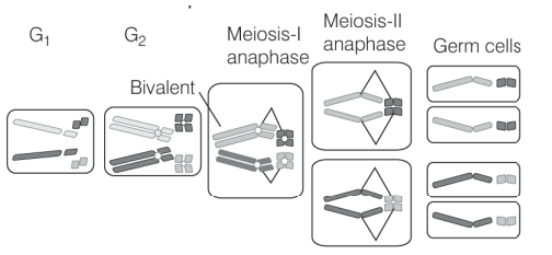 Chromosomes and Genes