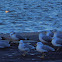 Ring-billed Gull