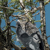 Black Shouldered Kite