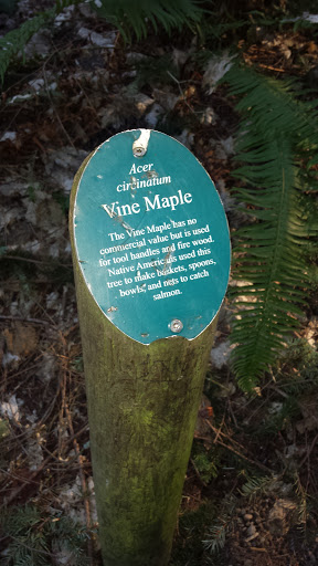 Vine Maple