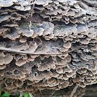 Turkey tail mushroom