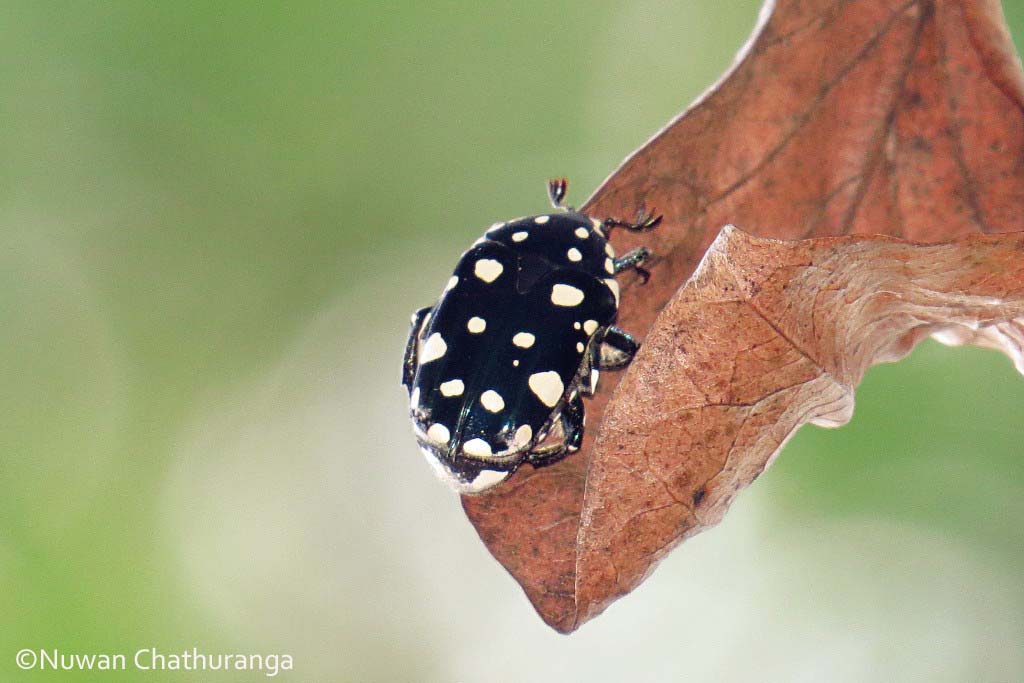 Scarab beetle