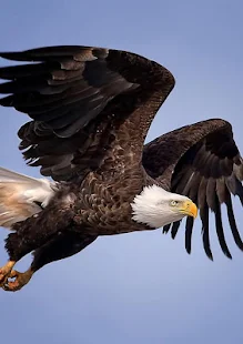 Eagle Hd Wallpaper Android Apps On Google Play