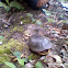 painted turtle