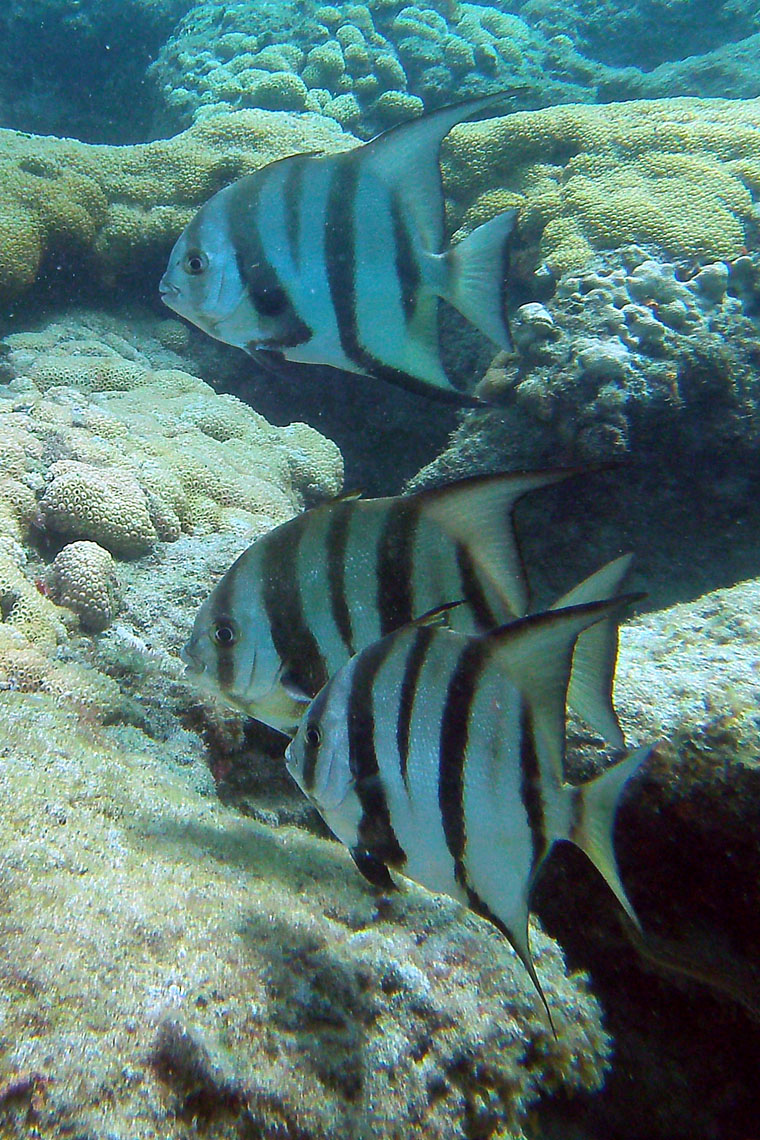 Atlantic Spadefish