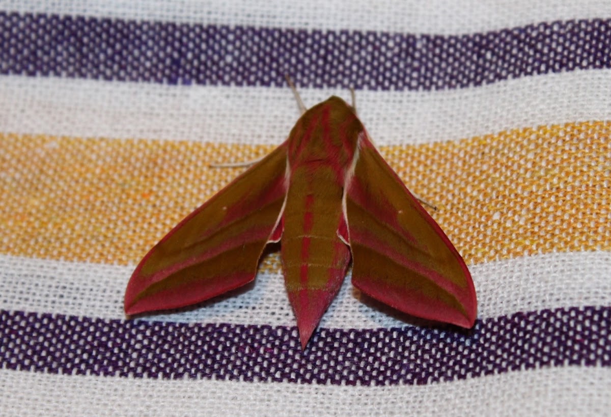 Elephant hawk moth