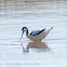 Avocet; Avoceta