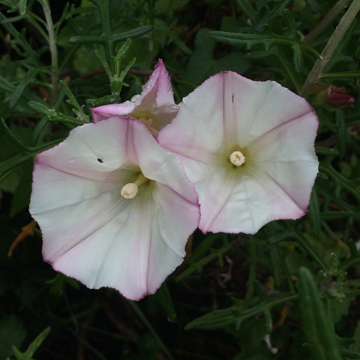 Pacific False Bindweed