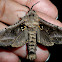 Miller moth