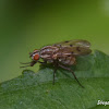 Anthomyia punctipennis