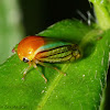Tiny Treehopper