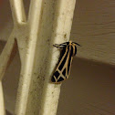 Little Virgin Tiger Moth