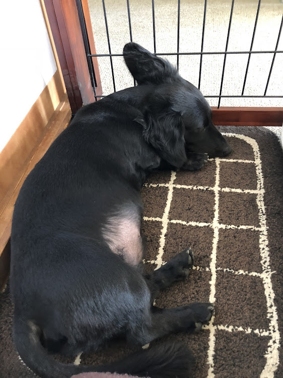 ヴォクシーのZ.T.A.全国オフ・らいむチャン・くまサン・(( _ _ ))..zzzZZに関するカスタム事例の投稿画像3枚目