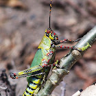 Variegated grasshopper