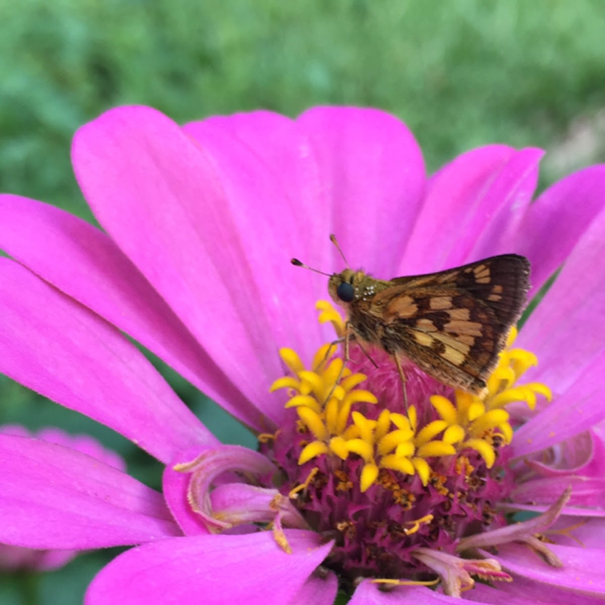 Peck's Skipper