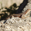 Sagebrush Lizard