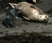 File photo  of a harbour seal nursing.