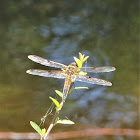 Four-spotted Chaser