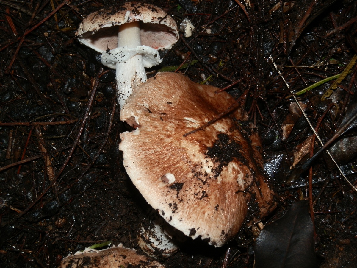 Agaric Mushroom