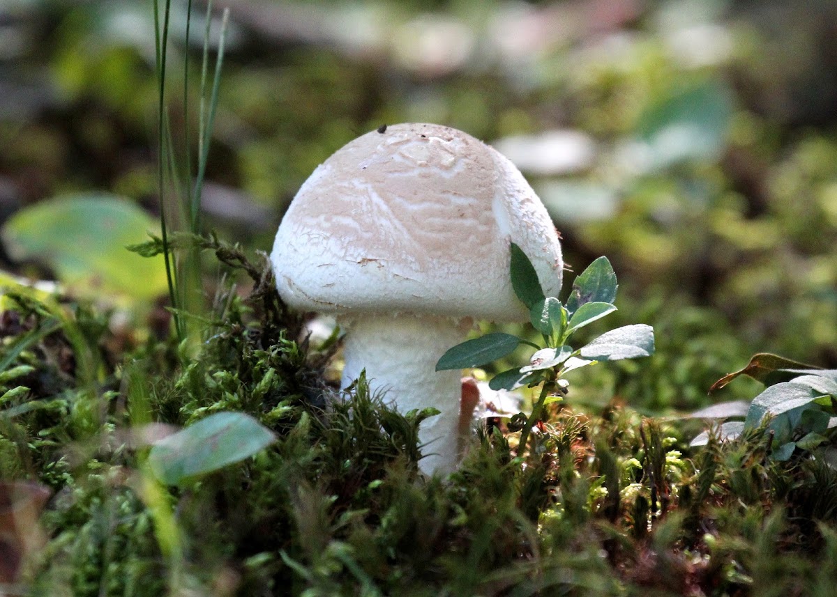 Amanita Mushroom